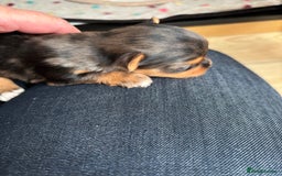 Yorkshire Terrier dogs for sale: Yorkshire terriers - Image 15
