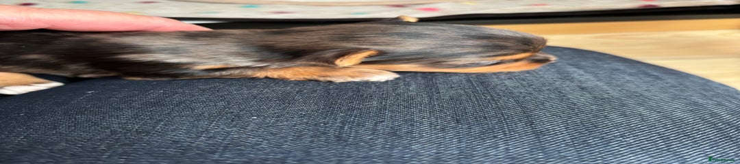 Yorkshire Terrier Puppy 1