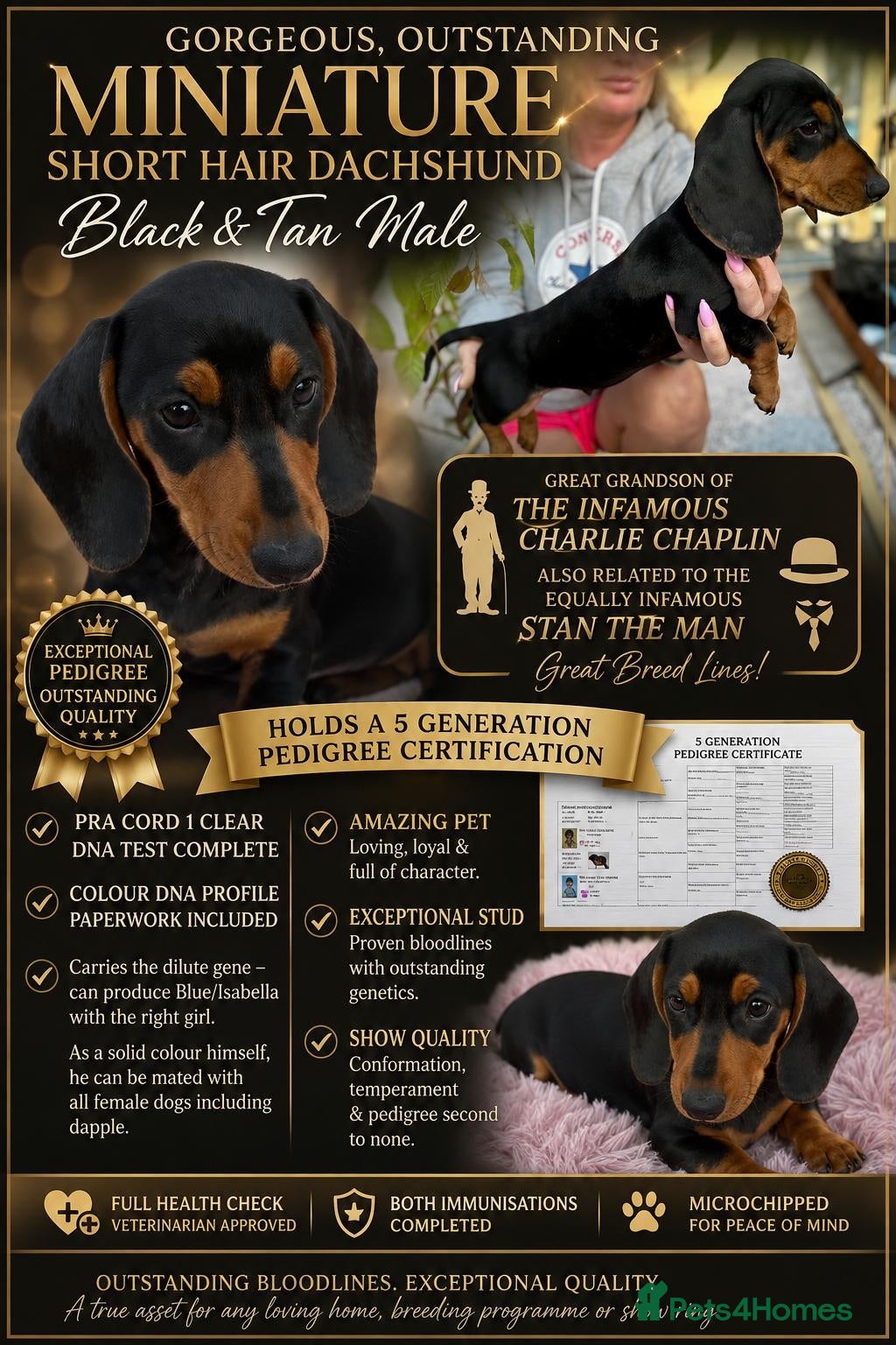 Miniature Dachshund dogs Outstanding KC Male Best of Breed, Mini Dachshund  - Advert 1