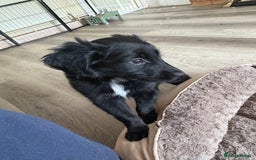 Mixed Breed dogs for sale: 5 Stunning Border Retrievers  - Image 25