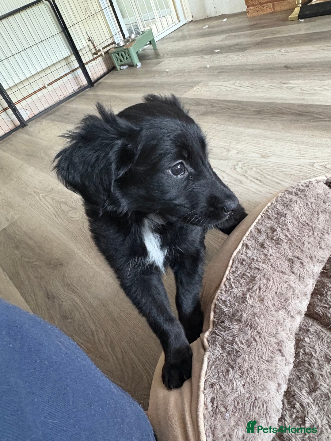 Mixed Breed dogs for sale: 5 Stunning Border Retrievers  - Image 25