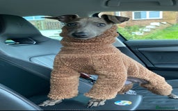 Italian Greyhound dogs for stud: Roman - Image 1