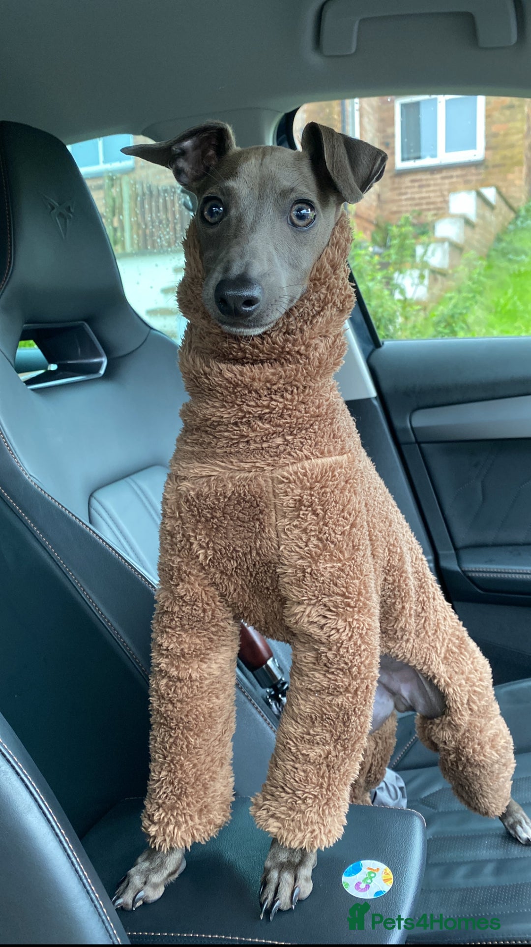 Italian Greyhound dogs for stud: Roman - Image 1