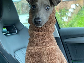 Italian Greyhound dogs - Advert 3