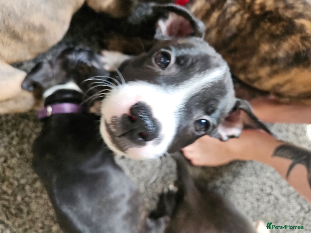 Staffordshire Bull Terrier dogs for sale: Full Staffordshire Bull Terrior puppies for sale - Image 25