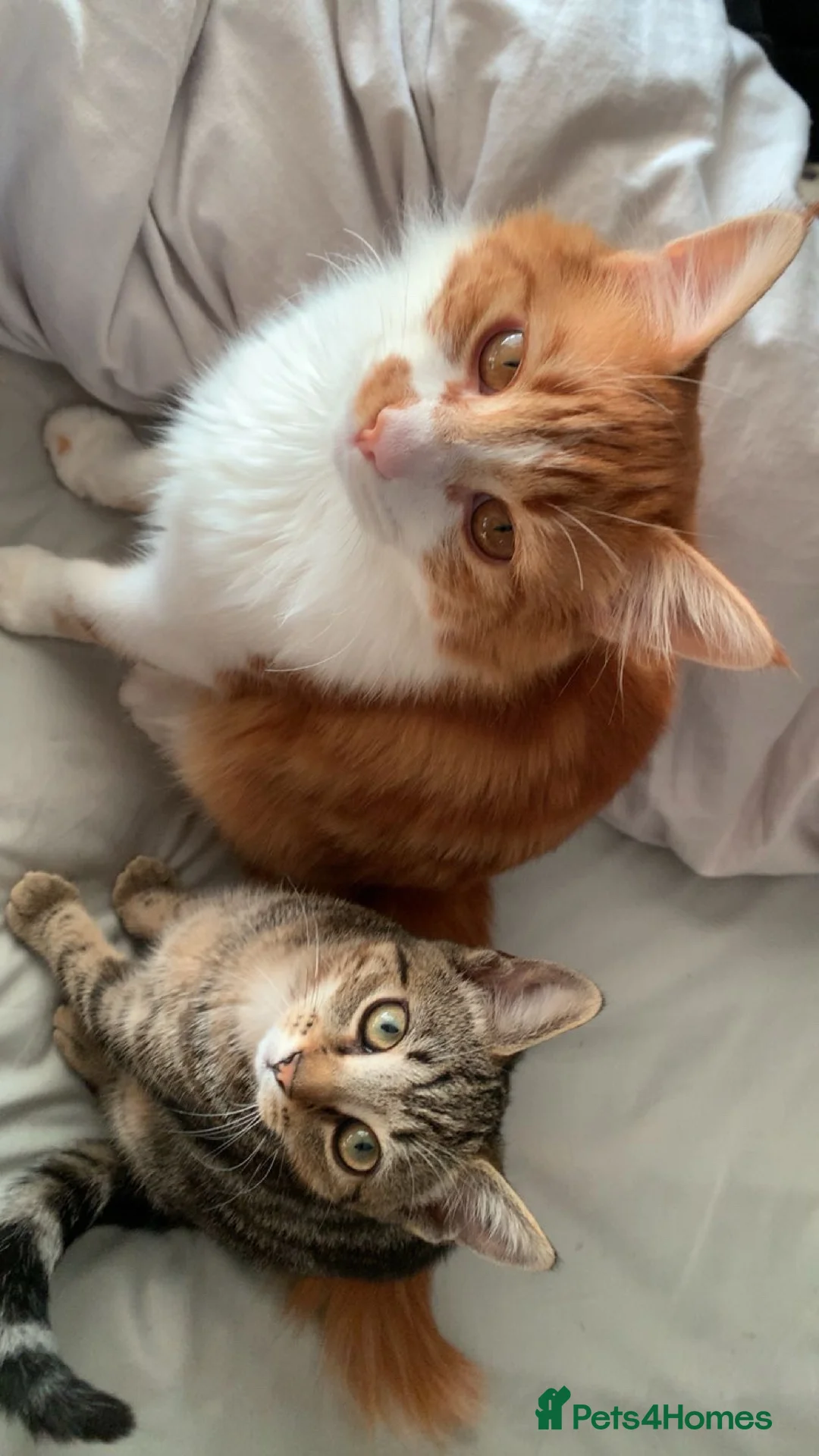 Mixed Breed cats for sale: Half Maine-coon mixed with tabby Kitten in Swindon - Advert 2
