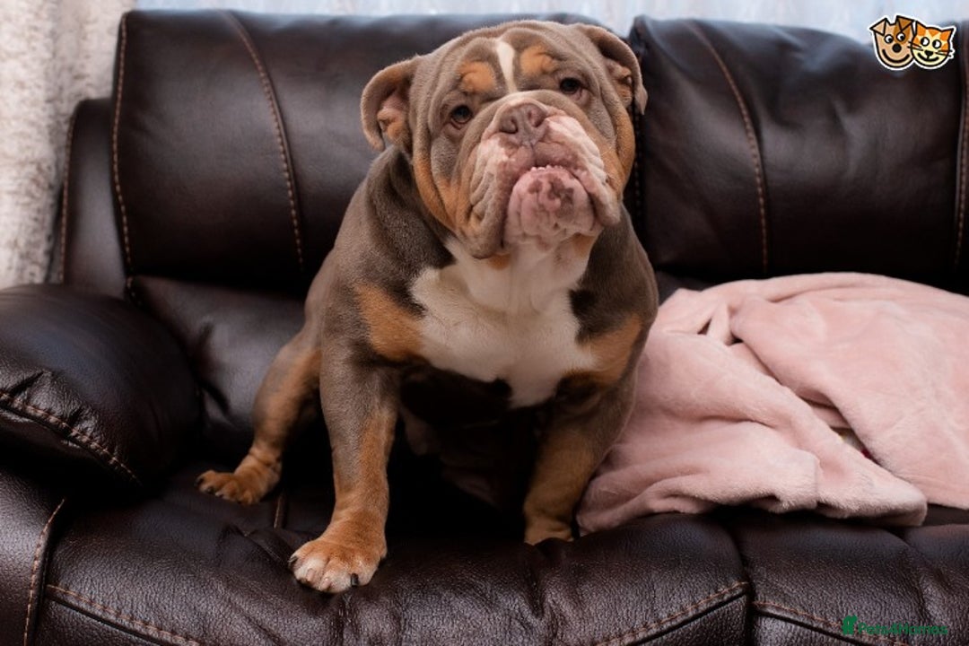 English Bulldog dogs for stud: BURT LILAC TRI STUD KC REGISTERED HEALTH TESTED in Wisbech - Advert 6