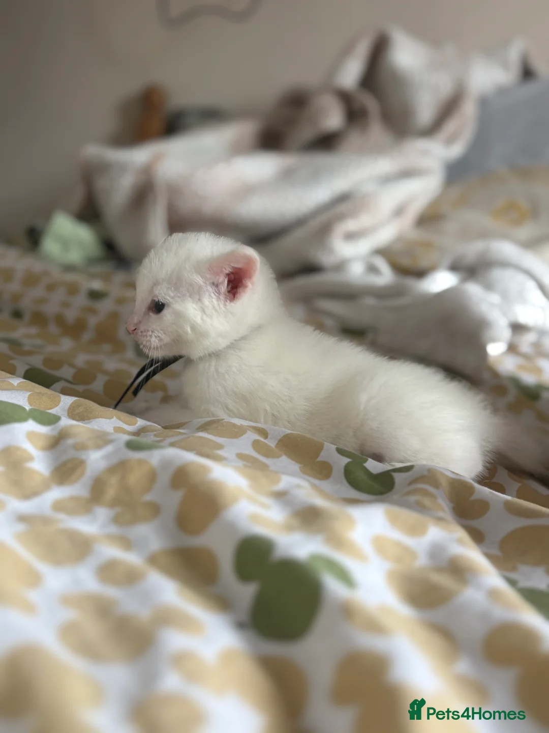 Mixed Breed cats for sale: Turkish angora mix kittens  in Ilkeston - Advert 12