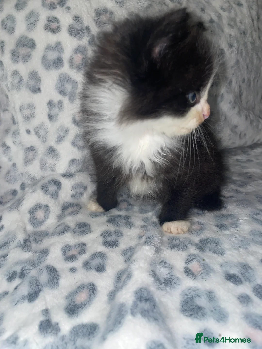 Mixed Breed cats for sale: ready to leave now! black and white kittens - Advert 4