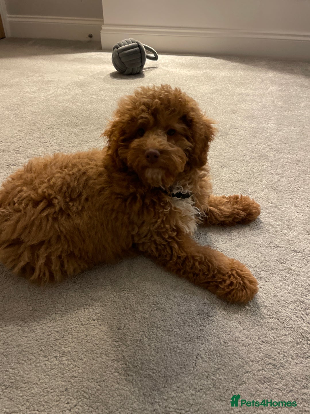 Cockapoo dogs for sale: Cockerpoo - Advert 1