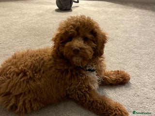 Cockapoo dogs Cockerpoo - Advert 1