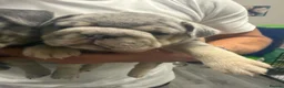 Frug dogs for sale: 6 stunning blue Merle Frug puppies  in Eastleigh - Advert 6