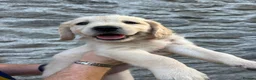 Golden Retriever dogs for sale: Gorgeous Golden Retriever Puppies  - Advert 9