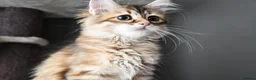 Siberian cats for sale: Siberian Kitens from Tunguska House Cattery - Advert 15