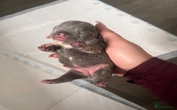 French Bulldog dogs for sale: 🐶🥰FRENCHIE PUPS FOR SALE😍🐶 - Image 19