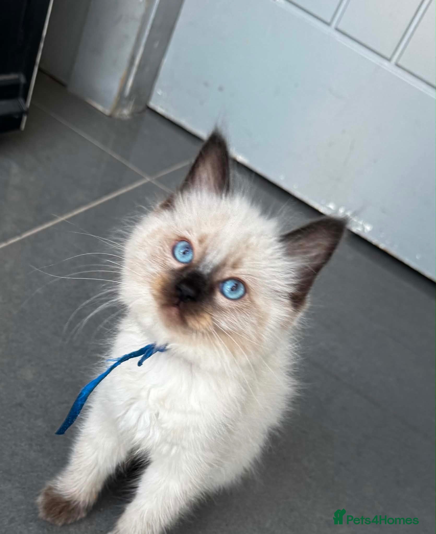 Ragdoll cats for sale: Pure breed ragdoll kittens READY NOW  - Advert 1