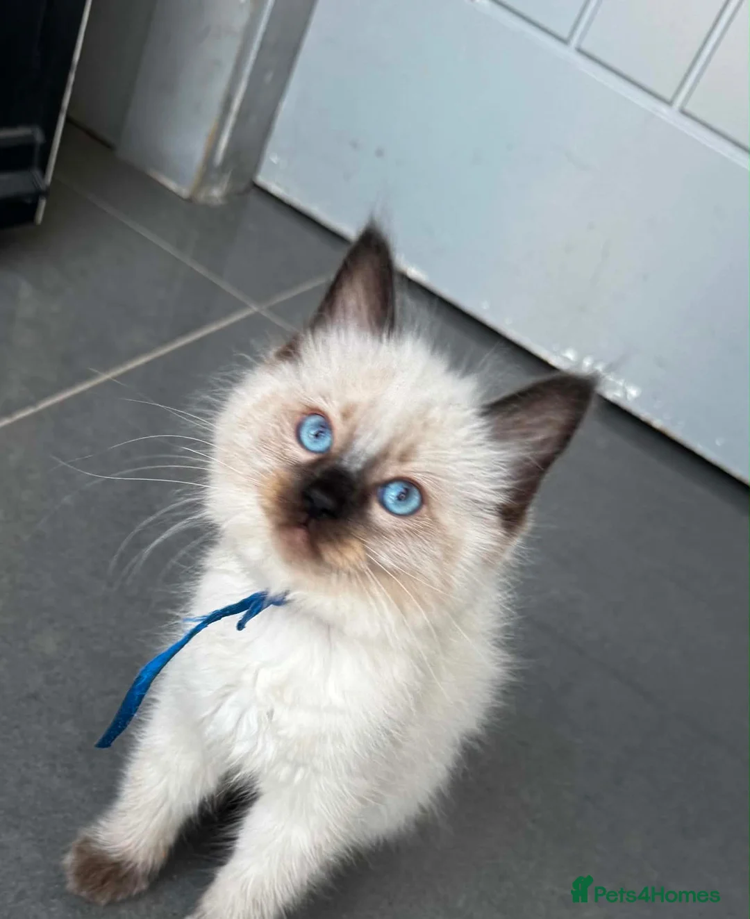 Ragdoll cats for sale: Pure breed ragdoll kittens READY NOW  - Advert 1