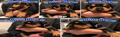 Rottweiler 1