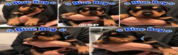 Rottweiler dogs for sale: Rottweiler Puppies  - Advert 6