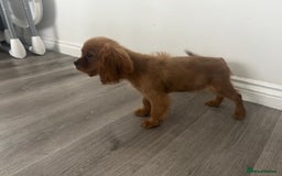 Cavalier King Charles Spaniel dogs for sale: Ruby female fully vaccinated ready now   - Image 17