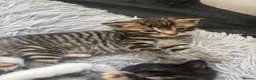Mixed Breed cats for sale: Last little boy  - Advert 3