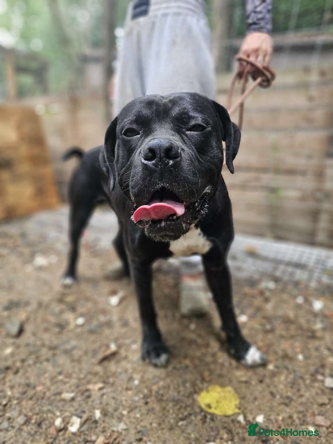 Mixed Breed dogs for sale: 6 beautiful babies for sale ready feb  - Advert 5