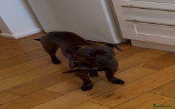 Mixed Breed dogs for sale: Beautiful, well-natured Staffy x Chihuahua  - Image 2