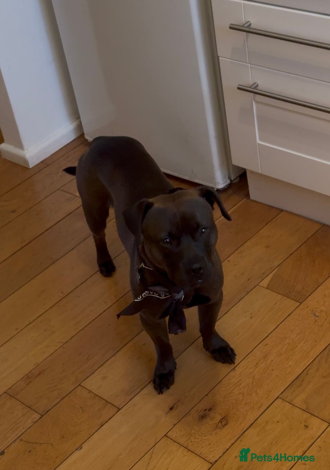 Mixed Breed dogs for sale: Beautiful, well-natured Staffy x Chihuahua  - Image 2