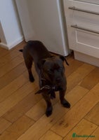 Mixed Breed dogs - Advert 16