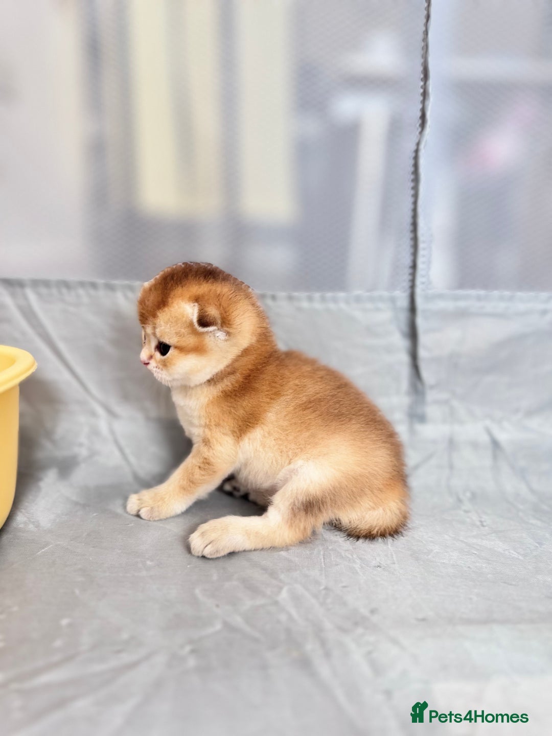 Scottish Fold cats for sale: Cute TICA pedigree kittens  - Image 9