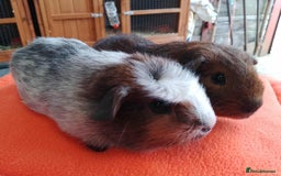 Guinea Pig rodents for sale: Pair of lovely brothers ready for new home.  - Advert 4