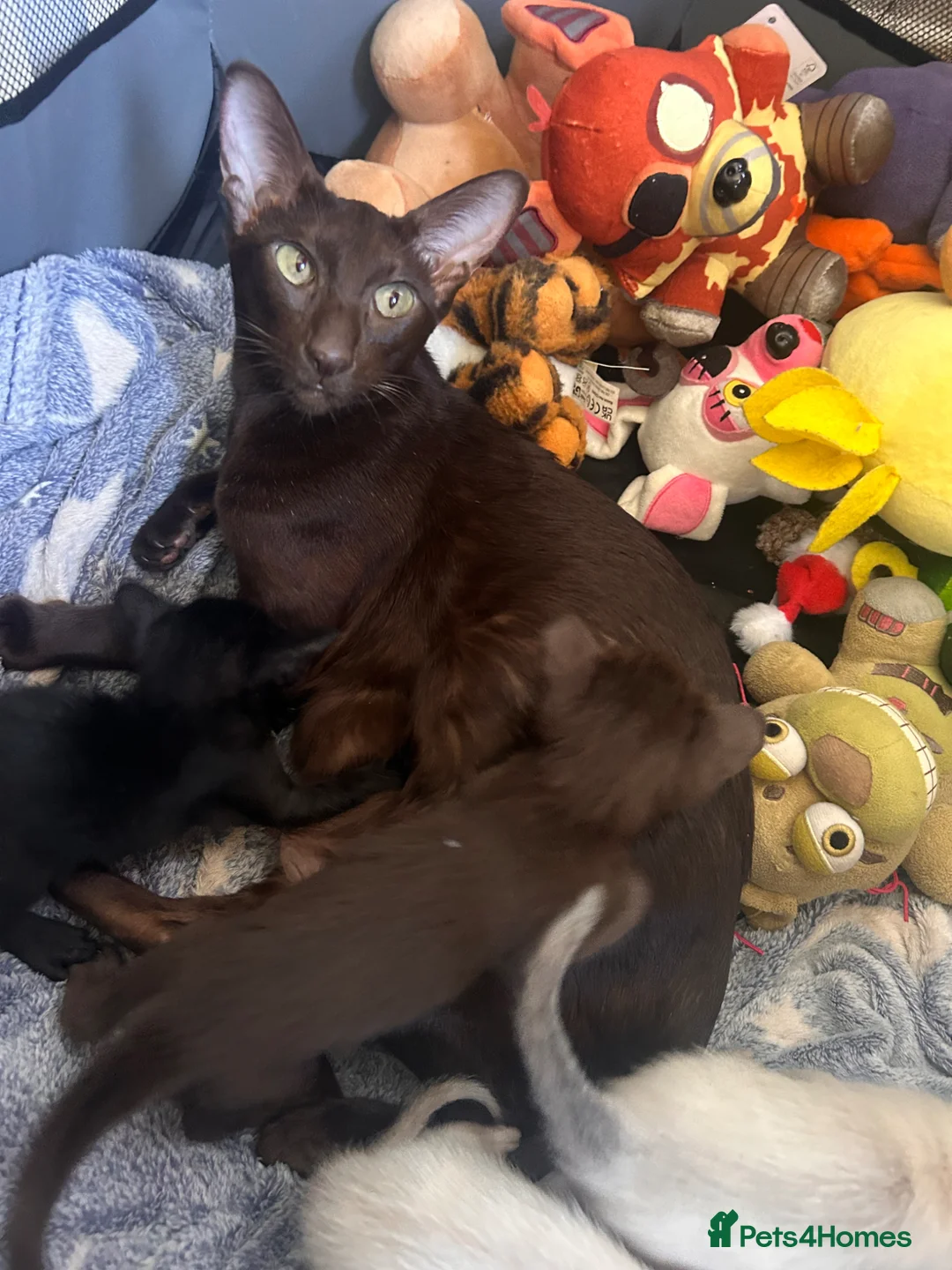 Oriental cats for sale: Oriental beautiful kittens  - Advert 1