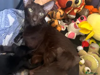 Oriental cats Oriental beautiful kittens - Advert 1