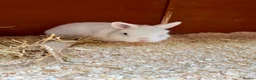 Netherland Dwarf rabbits for sale: Netherland dwarf BEW buck  - Advert 2