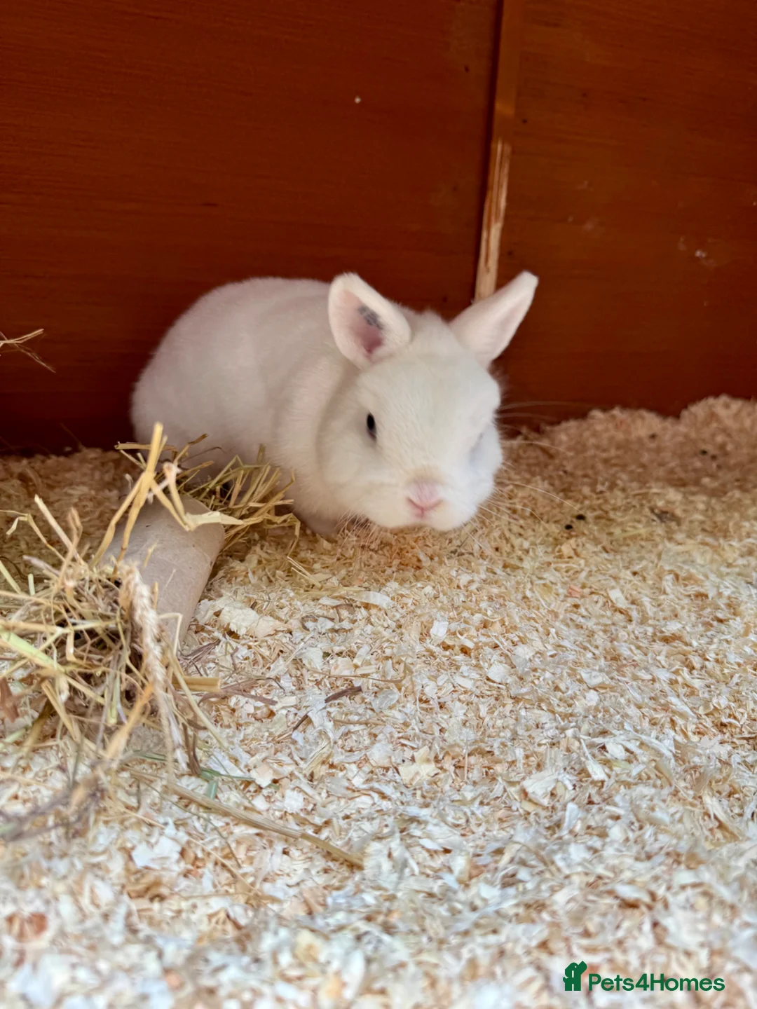 Netherland Dwarf rabbits for sale: Netherland dwarf BEW buck  - Advert 2