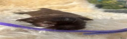 Shih Tzu dogs for sale: Imperial Shihtzu Chocolates - Advert 4