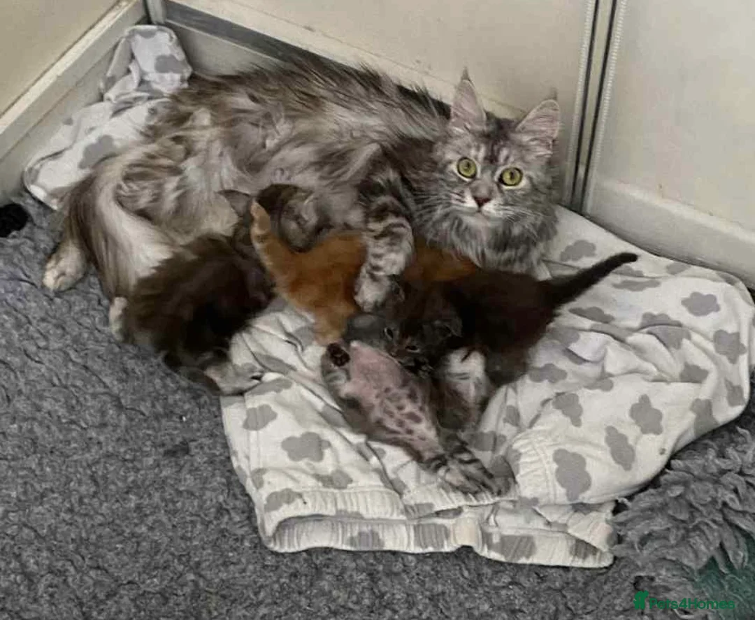 Maine Coon cats for sale: Maine Coon Silver Torbie Girl TICA Active  - Advert 2