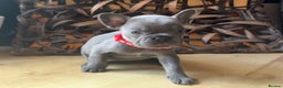 French Bulldog dogs for sale: READY NOW Pedigree New shade Isabella’s and Lilacs - Advert 5
