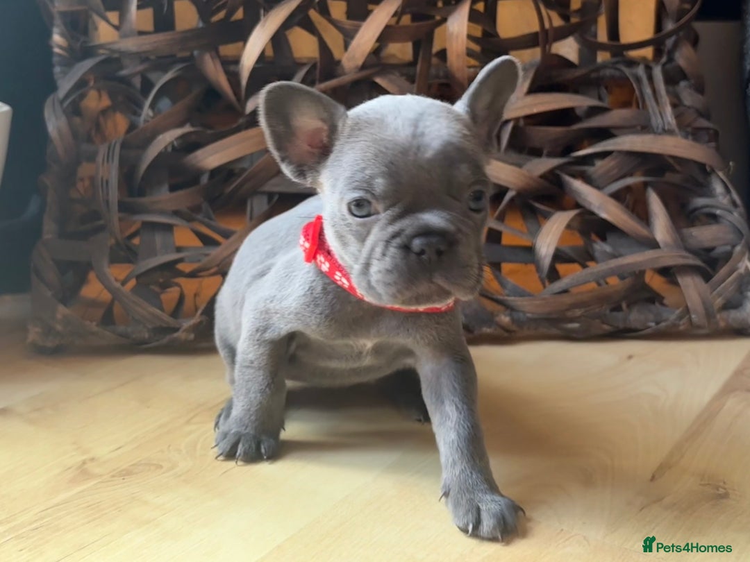 French Bulldog dogs for sale: READY NOW Pedigree New shade Isabella’s and Lilacs - Advert 5