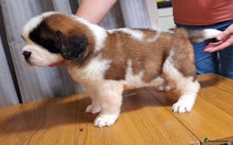 Saint Bernard dogs for sale: KC reg Saint Bernard puppies READY NOW - Image 12