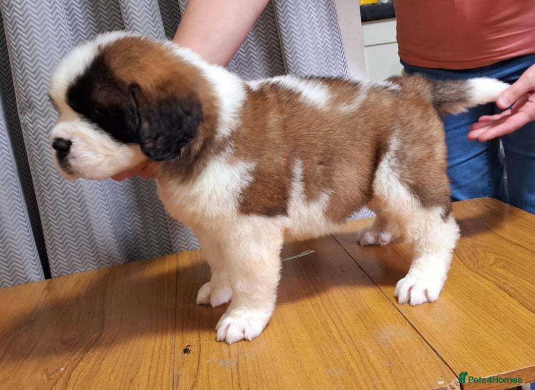 Saint Bernard dogs for sale: KC reg Saint Bernard puppies READY NOW - Image 12