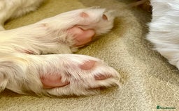 Cavalier King Charles Spaniel dogs for sale: Champion Sired KC Reg Cavalier King Charles  - Image 27