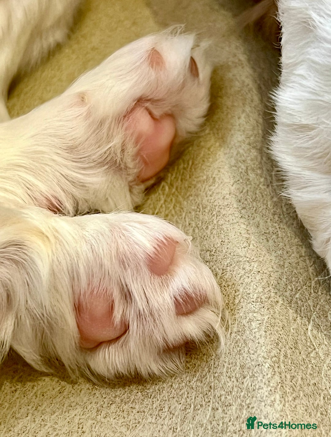 Cavalier King Charles Spaniel dogs for sale: Champion Sired KC Reg Cavalier King Charles  - Image 27