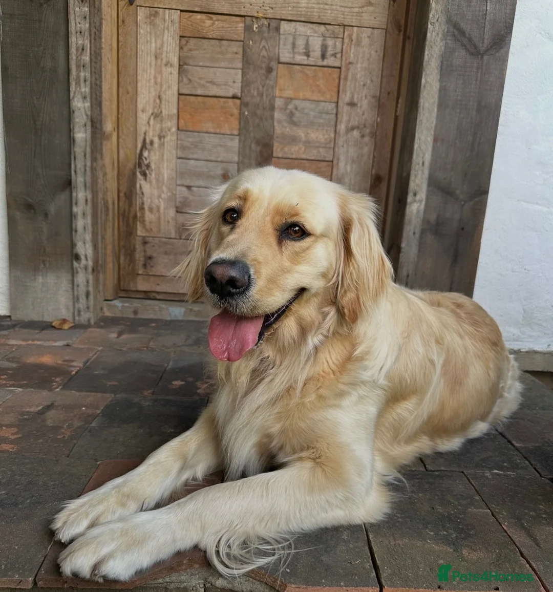 Golden Retriever dogs for sale: Golden retriever puppies looking for loving homes  - Advert 2