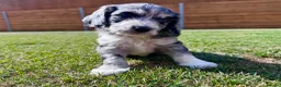 Cockapoo dogs for sale: Beautiful F1 Cockapoo Babies 🐾🐾🐾 - Advert 8
