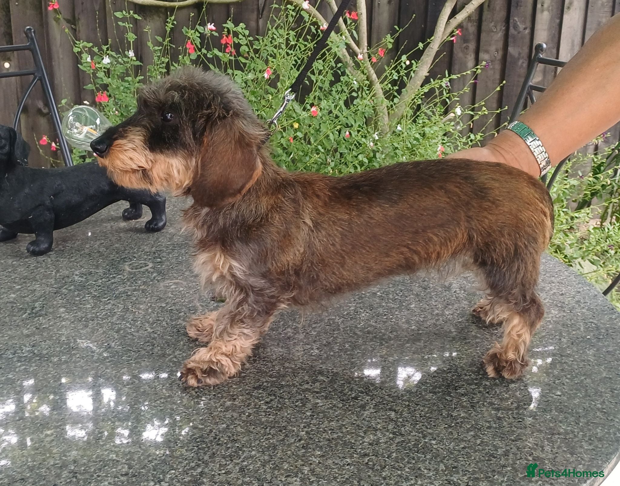 Miniature Dachshund dogs KC REG MINIATURE WIREDHAIRED DACHSHUND FEMALE - Advert 2