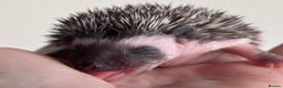 Pygmy Hedgehog rodents for sale: Girls Boys Ethically Bred African Pygmy Hedgehogs - Advert 13