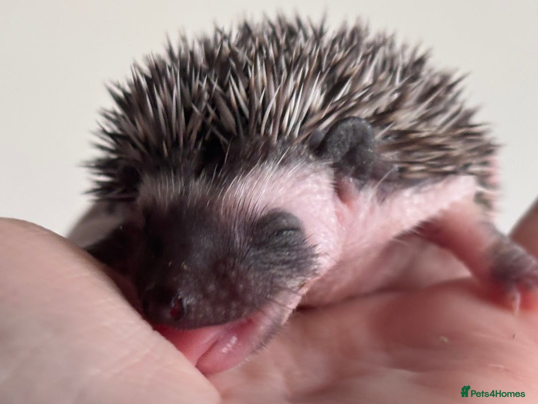 Pygmy Hedgehog rodents for sale: Girls Boys Ethically Bred African Pygmy Hedgehogs - Advert 13
