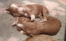 Mixed Breed dogs for sale: Australian doubledoodle puppies - Image 3