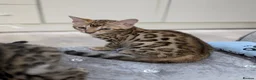 Bengal cats for sale: 🔥✨Pedigree TICA-Registered Bengals - Advert 11